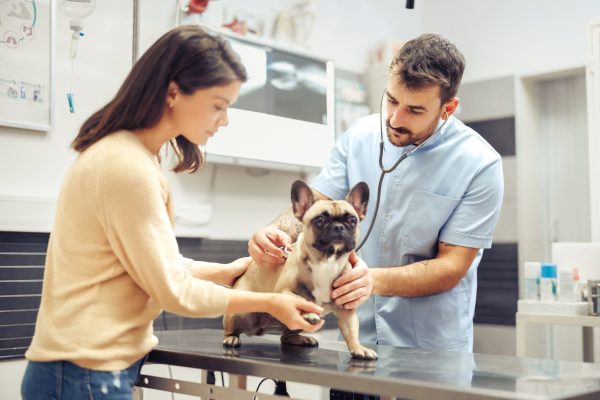 A,Loving,Dog,Receives,A,Thorough,Check-up,And,Medical,Attention A,Loving,Dog,Receives,A,Thorough,Check-up,And,Medical,Attention
