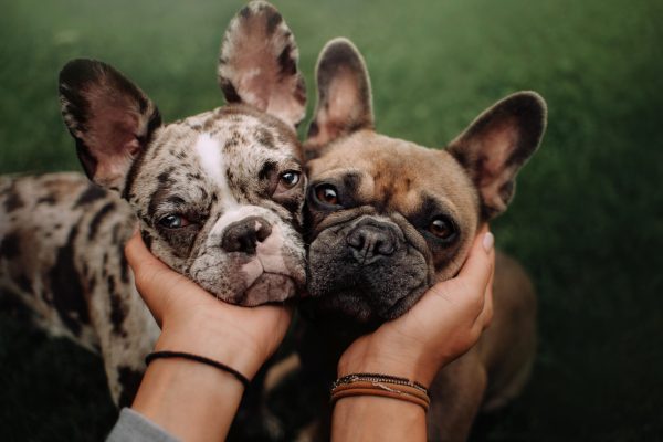 Two,French,Bulldog,Dogs,Portrait,Outdoors,In,Summer Two,French,Bulldog,Dogs,Portrait,Outdoors,In,Summer